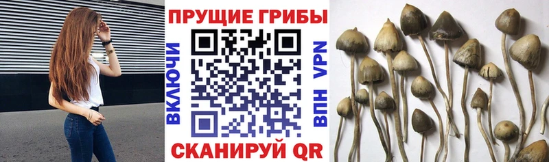 цена   Калачинск  Псилоцибиновые грибы Cubensis 